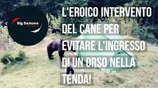 📢 Cane eroe cerca di difendere dall'attacco di un orso la tenda dei suoi padroni! The bear attack!