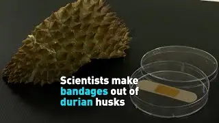 Scientists make first-aid bandages out of durian husks
