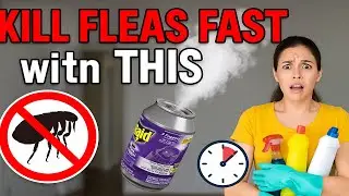 🚫 How to Use FLEA BOMBS the RIGHT Way! 🐾 | Step-by-Step Home Flea Removal Guide (Safe & Effective)