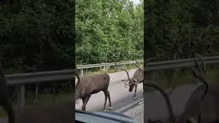 Roadtrip-Scandinavia#roadtrip #scandinavia #sweden #reindeer #surprise #vanlife