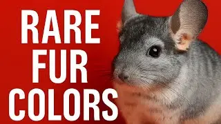 Exploring Every Chinchilla Color On Earth