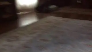 Phineas The Pug trailer show coming soon !