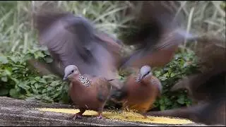 Spotted Doves are eating together, somebody gives foods.
