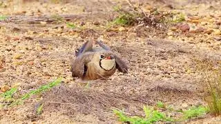 Oriental Pratincoles