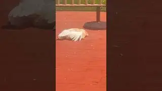 Sun bath #animal #funny #bird #chicken #michigan #sunbath #sun #warm