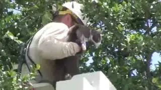 Two Days in a Tree: CoServ Crew Rescues a Cat