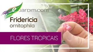 Fridericia ornitophila - Flores Tropicais | S&iacute;tio E Jardim