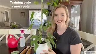 Staking a Raphidophora Tetrasperma (mini monstera) to a moss pole