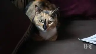 Amputee Cat Helps Veteran Heal | San Diego Union-Tribune