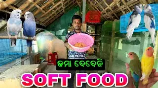 ଚଢେଇ ଙ୍କୁ Soft Food ଦେବା ନା ନାହିଁ 🤔||Birds Vlogs|Trimudra Vlogs