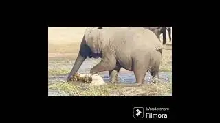 ELK BULL#ANGRY ELEPHANT#DEER WITH CALF# GIRAFFE@dr.s.ksinghchanneljaishree1255
