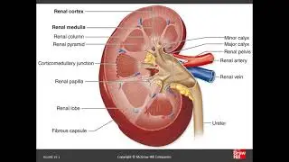 Histology Of Organs - Chapter 19 B (Urinary System)