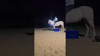 #win #live #horse #love #aqha #mare #palamino #filly #princess #fyp #start #inthemoment