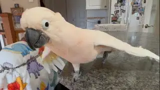 This is Barney’s most favourite thing ever! 🕺😃