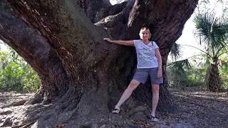 Second Largest Live Oak Tree in Florida in 4k