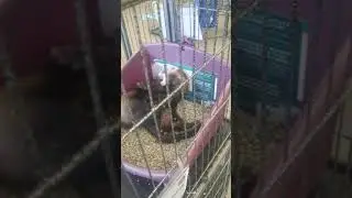 Ferret yesssss