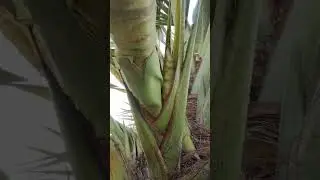 parapu thadu mera vesa padhathi #viralshort #palmtree #villagelife