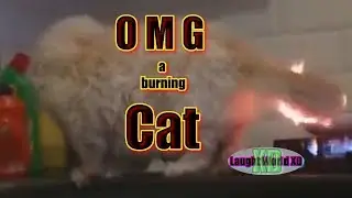 XD OMG and funny animal moments XD