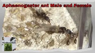 Aphenogaster ant males and females #antkeeping #Antsaspets