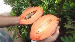 Mamey Mamei ( Pouteria Sapota ) produzindo em vaso a venda em Niterói RJ whatsapp 21 989297468