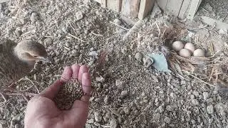 Dakni Teetar with eggs 🥚 #trinding #teetarawaz #shortsfeed #kalateetarsindhi #viral #shortvideo 