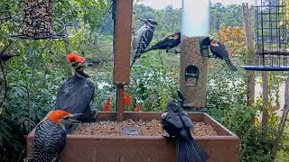 Woodpecker Mania At The Cornell Feeders! Pileated, Hairy, Red-bellied Woodpeckers &ndash; Aug. 14, 2025