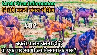 Sirohi Goat Information 🐐 | सिरोही बकरी जंगल सीरीज पार्ट 2 | सीधा किसान से खरीदों सिरोही बकरी | 🐐🇮🇳
