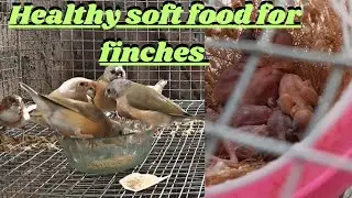 how to make healthy soft food for finches|best softfood for exotic finch #birdsandplants