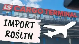 Import roślin - jak wygląda?