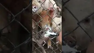 Spoon Feeding A Pile of Piglets Yogurt | Blue Zone Backyard