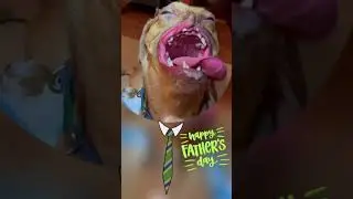 open mouth #dog #doglover #puppy #mouth #smile