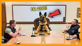 Smart Dogs Being Dramatic 🤣 | Funniest Dog Videos 2025 Compilation