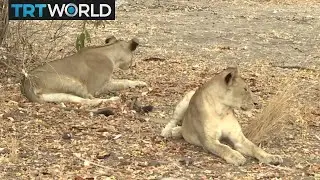 World Lion Day: Work under way to protect vulnerable species