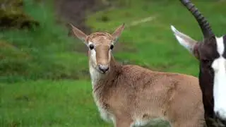 Baby Bontebok Frolics Outside For The First Time