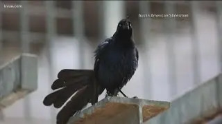 Austin's love-hate relationship with grackles | KVUE