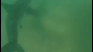 Great White Shark Spotted at El Porto in Manhattan Beach, California 10/15/2013