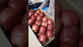 Apple sorting Grading line Packaging 03-02-2026  #fruit #satisfying #farming #machine #apple
