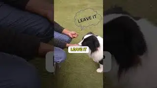 LEAVE IT Challenge | Philip Butt | Essential Training for Your Furry Friends