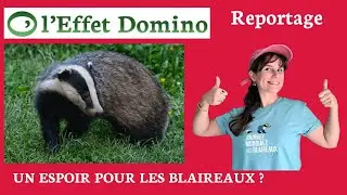 Un espoir pour les blaireaux ?