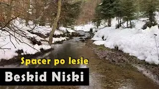 Spacer po lesie. Beskid Niski.