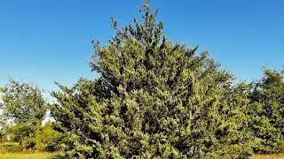 About the Eastern Red Cedar a native to North Texas