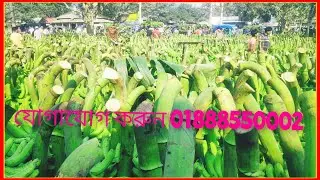17,জানুয়ারি পাইকারি সব্রি কলার বাজারে ঢল কুতুবপুর বাজার সখিপুর টাঙ্গাইল বিস্তারিত 