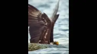 The crab refused to die and almost drowned the eagle