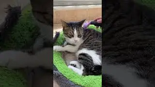 Kedilerin T&uuml;y D&ouml;k&uuml;lmesi Nasıl Engellenir