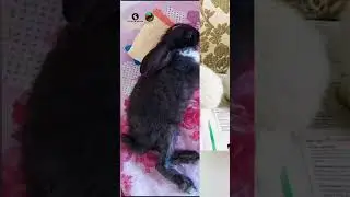 Deworming #rabbit #foster #adoption #brg #bunny #rescuefosteradopt