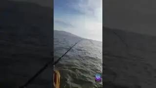Some cold water Delta sturgeon action from today!