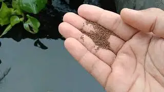 Mengajari burayak ikan gabus makan pelet - Budidaya ikan gabus gedong tataan