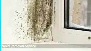 Mold Removal Big Italy OH 44110 216-206-8747 Serving Cuyahoga County Ohio