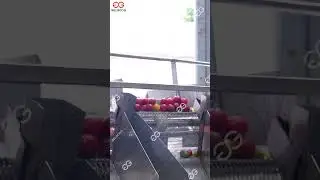 Washing Tomato Business +8618539931566