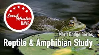 🐍 Reptile & Amphibian Study Merit Badge Overview | ScoutMaster Dave